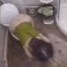 An overhead camera allows us to observe 2 different girls taking a dump, then wiping. Clearly shows poop in toilet. No audio, but nice clip.